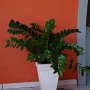 Vaso com Zameocuca